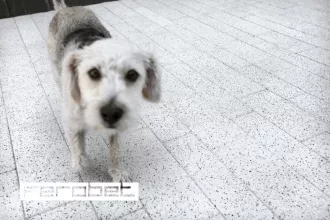 FEROBET Zámková dlažba AVENIDA 8 cm