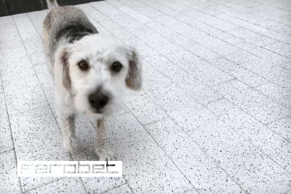FEROBET Zámková dlažba AVENIDA 8 cm - Excelent povrch Bílá