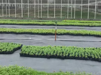 Tkaná mulčovací textílie s pruhy COVERNIT